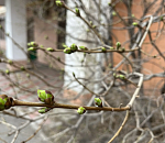 Завтра днем весна ворвется в Астраханскую область 