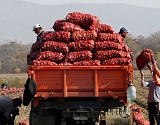Астраханская область продолжает оставаться российским лидером по выращиванию овощей в открытом грунте