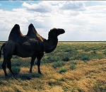 Байбекский престол