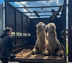 Редкие верблюдицы из Астраханской области покоряют ростовский парк 