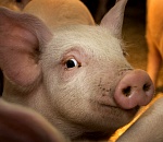 Мошенники подложили свинью двум астраханкам, продававшим поросят