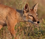 Записки астраханского натуралиста. Степная лисица, или корсак