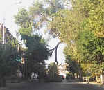 В Астрахани упало очередное дерево