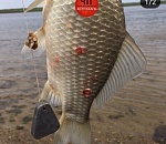 Еще одна страшная рыба напугала астраханского рыбака