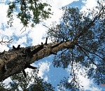 18-летний астраханец, получив тепловой удар, упал с дерева и умер