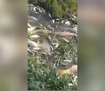 Массовый замор рыбы в астраханском селе - фейк