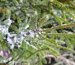 Где астраханцы смогут купить елку?