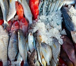 Астраханского ветеринарного врача подозревают в служебном подлоге