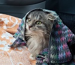 В Астрахани завтра похолодает и будет сильный ветер