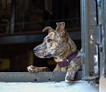 В Астраханской области выявили новый очаг бешенства