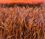 С какой погоды начнутся праздничные выходные в Астрахани