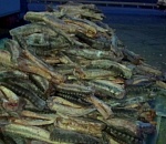 Это болгарский перец. В Астраханской области задержан мужчина с двумя тоннами осетровых (ВИДЕО)