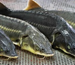 Астраханские пограничники задержали трех браконьеров и пять осетров