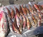 В Астраханской области транспортная полиция остановила на федеральной трассе легковушку с 36 экземплярами осетровых