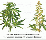 69-летний астраханец держал дома 14 кило марихуаны