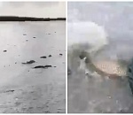 Сазаны ходят пешком на каспийском взморье