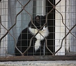 В Астрахани девушка полезла спасать кота и застряла между оконных решеток