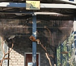 Из Волгограда в Астрахань привезут спасенных «свадебников»