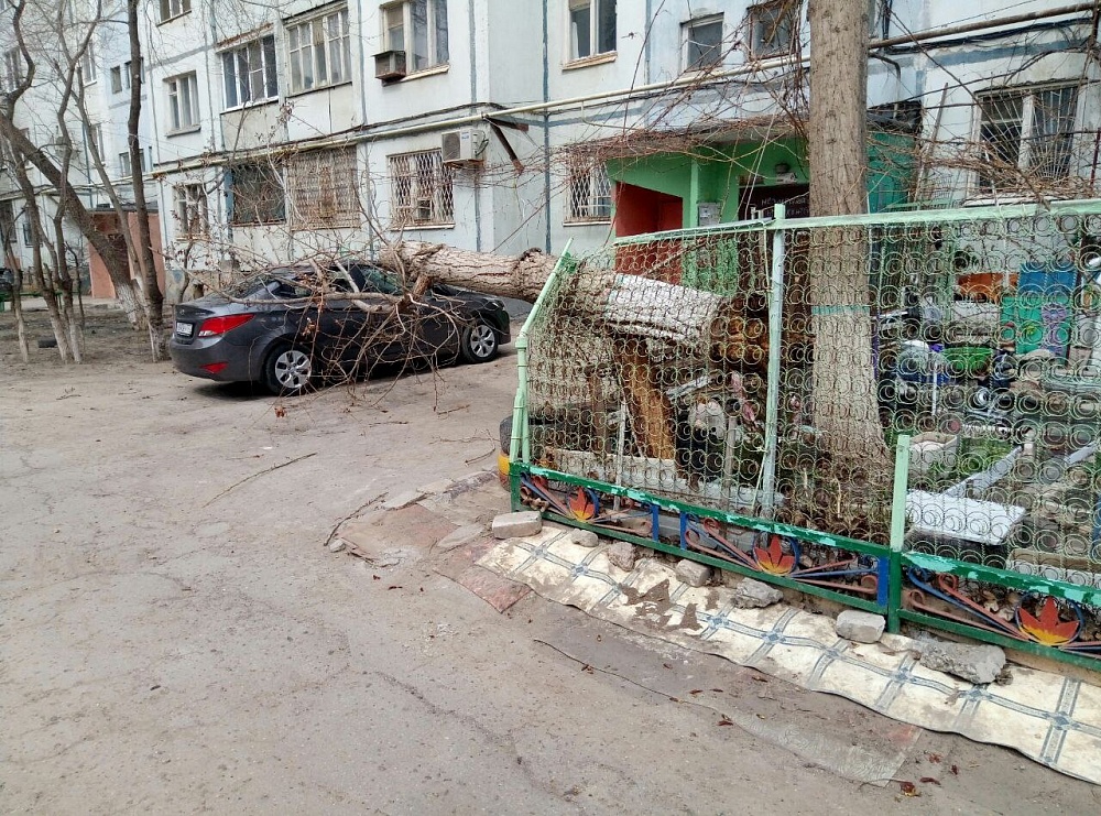 В Астрахани во дворе дома дерево упало на иномарку