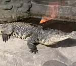 Спасённый из «Октября» крокодил Гена переехал в Астрахань