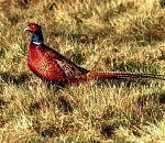 С понедельника в Астраханской области начнут выдавать разрешения на охоту на полевую дичь и пушных