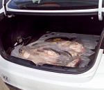 В Астраханской области полиция изъяла у иностранной автоледи более 100 килограмм рыбы без документов