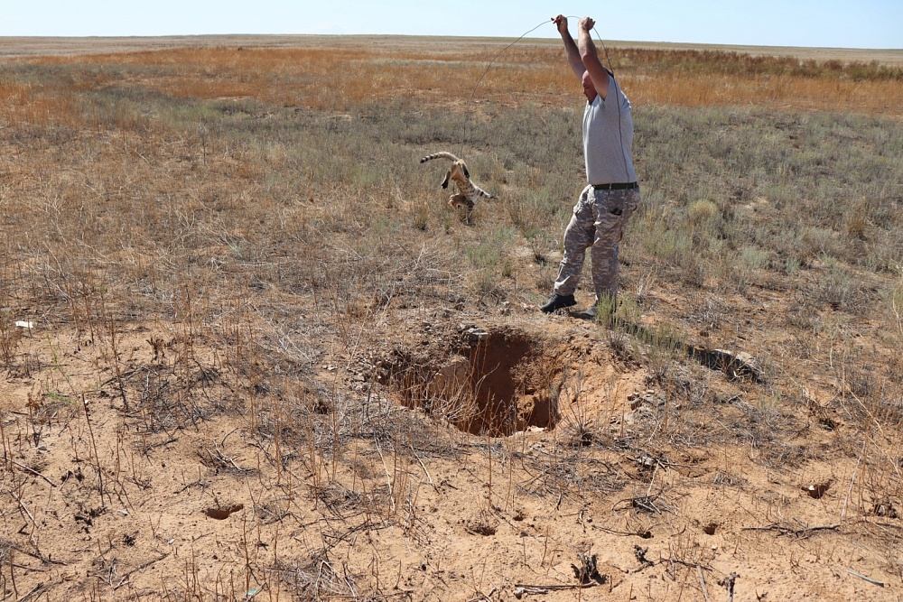 В астраханском заказнике из колодца спасли степного котёнка