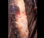 В Астрахани поймали страшную рыбу