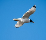 Чайки заразились птичьим гриппом в Астраханской области