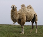 Астраханские полицейские пересядут на верблюдов