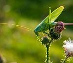 Записки астраханского натуралиста. В траве сидел кузнечик – или нет?