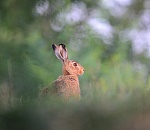 Зайцы могут расслабиться: в Астраханской области завершена охота на русаков