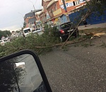 В Астрахани в очередной раз на машины упало дерево
