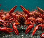 Запрет на вылов раков начал действовать в Астраханской области 