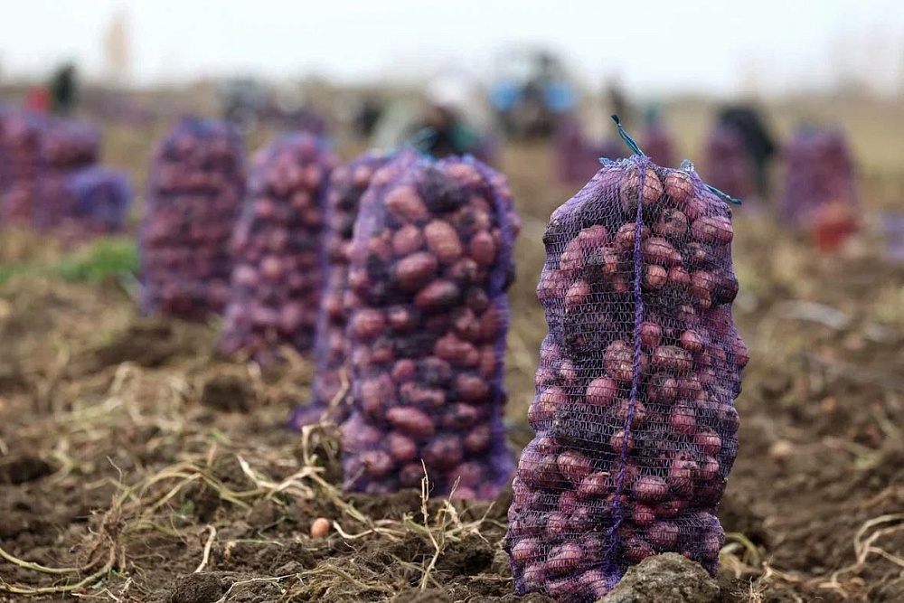 Рекордный урожай картофеля планируют собрать в Харабалинском районе