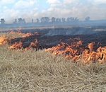 В астраханском лесхозе случился крупный пожар