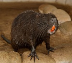 Часть животных из астраханского зоопарка «Баба Фрося» переедет в город