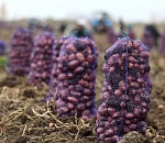 Рекордный урожай картофеля планируют собрать в Харабалинском районе