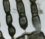 Из-за новых правил россияне могут перестать ездить в страны Евросоюза