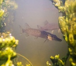 Записки астраханского натуралиста. Неутешительные итоги паводка-2021