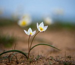 Записки астраханского натуралиста. Двуцветковые тюльпаны – первоцветы пустыни