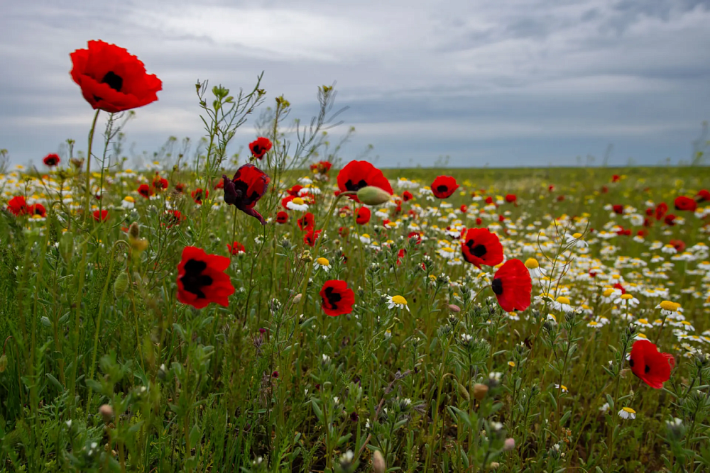 Астраханская степь покрылась алыми маками