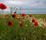 Астраханская степь покрылась алыми маками