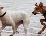 Астраханские муниципалитеты получат дополнительно 37 миллионов на отлов собак