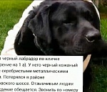 Астраханские полицейские помогли четвероногому любимцу вернуться в семью