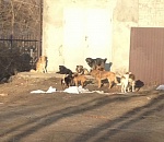 Астраханцев предостерегают от стаи собак в поселке Свободный