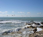 Казахстан ратифицировал соглашение о сохранении биоресурсов Каспия