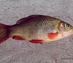 Астраханские предприятия ловят рыбу меньше положенного размера