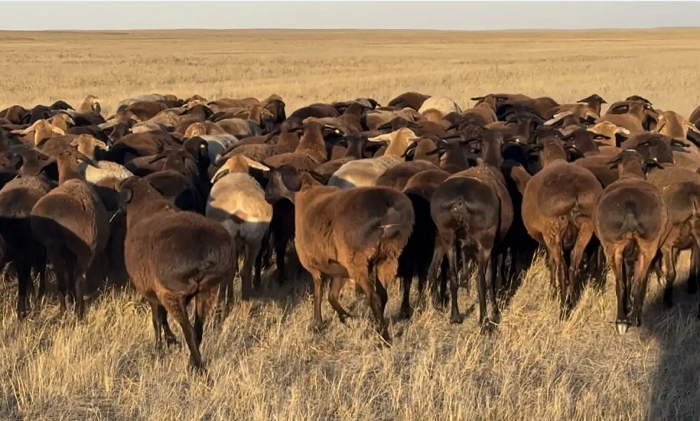 Первый в России племенной репродуктор редкой породы овец открылся под Астраханью