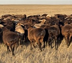 Первый в России племенной репродуктор редкой породы овец открылся под Астраханью